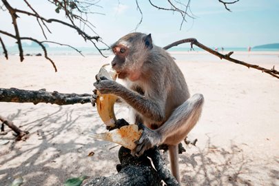 Monkey beach